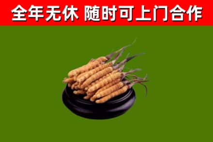 沙洋烟酒回收冬虫夏草.jpg